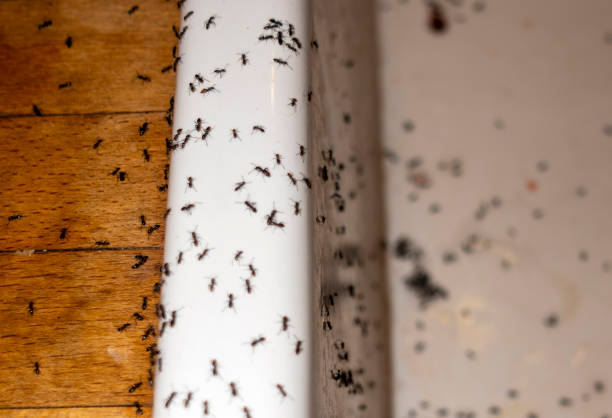 Best Commercial Pest Control Services  in Lake Delta, NY